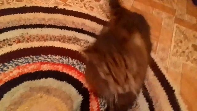 Кот Марс. Вспомнил о боевом имени. Высказывания. Сам открыл дверь.