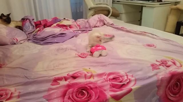 прикольный котенок.