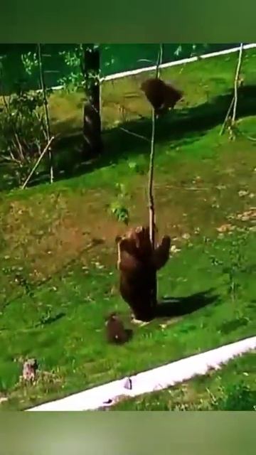 когда БАТЯ, Домой забирает #animals #медведь #медвежата #рекомендации #funnypets #video #fyp