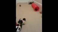 Лучшие Видео Смешных Животных всех времён ССЫЛКА В ОПИСАНИИ!