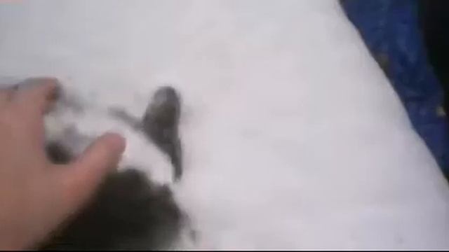 Прикольный котёнок