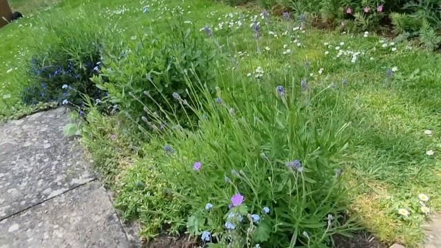 BUTTERFLY garden tour 🦋 and what plants to buy #butterflyhabitat #nature #entomology