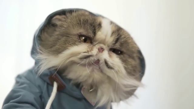 Кот Мурзик, с озвучкой
