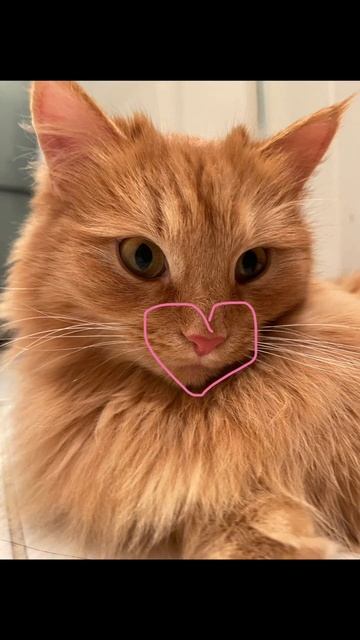 Наша королева Мать🧡 #cat #кот#шортс#кошки#приколы#funny#funnyvideo#питомцы#смешныевидео#смешно#love