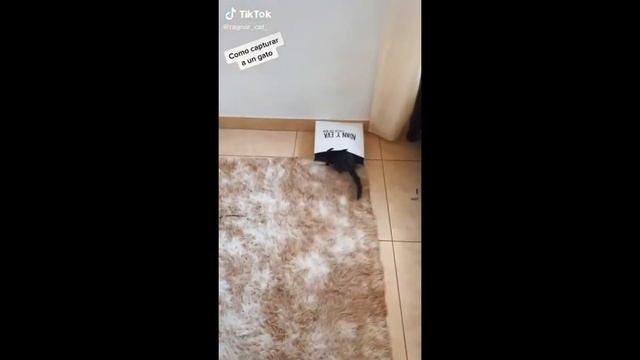 Подборка смешных котов для хорошего настроения!