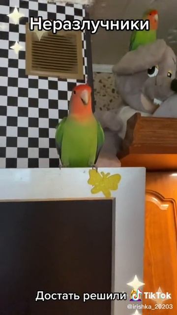 птички 🐦🐦