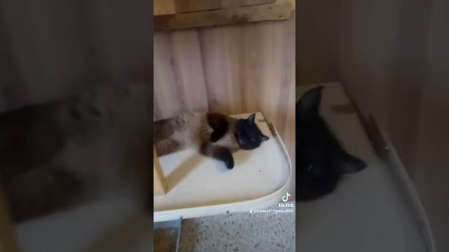 Дом для кошек.🐈🐈🐈#shorts
