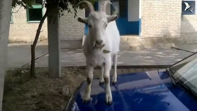 Наглый настоящий ★ Козел ►)  Прикол / Best Compilation jokes