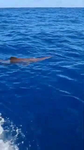 В Испании рыбаки сняли на видео редчайшую глубоководную акулу-домового