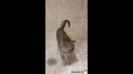 Потешные и комичные зверушки, а также забавные случаи с ними. Смотрите по ссылке в описании!