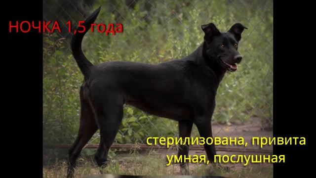 Дай Лапу пристройство девочки 2023