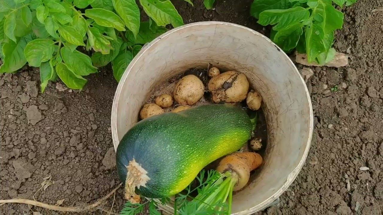 Овощные оладьи. Что нашла в огороде, то и приготовила.