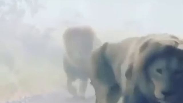 Братья   в Исламе