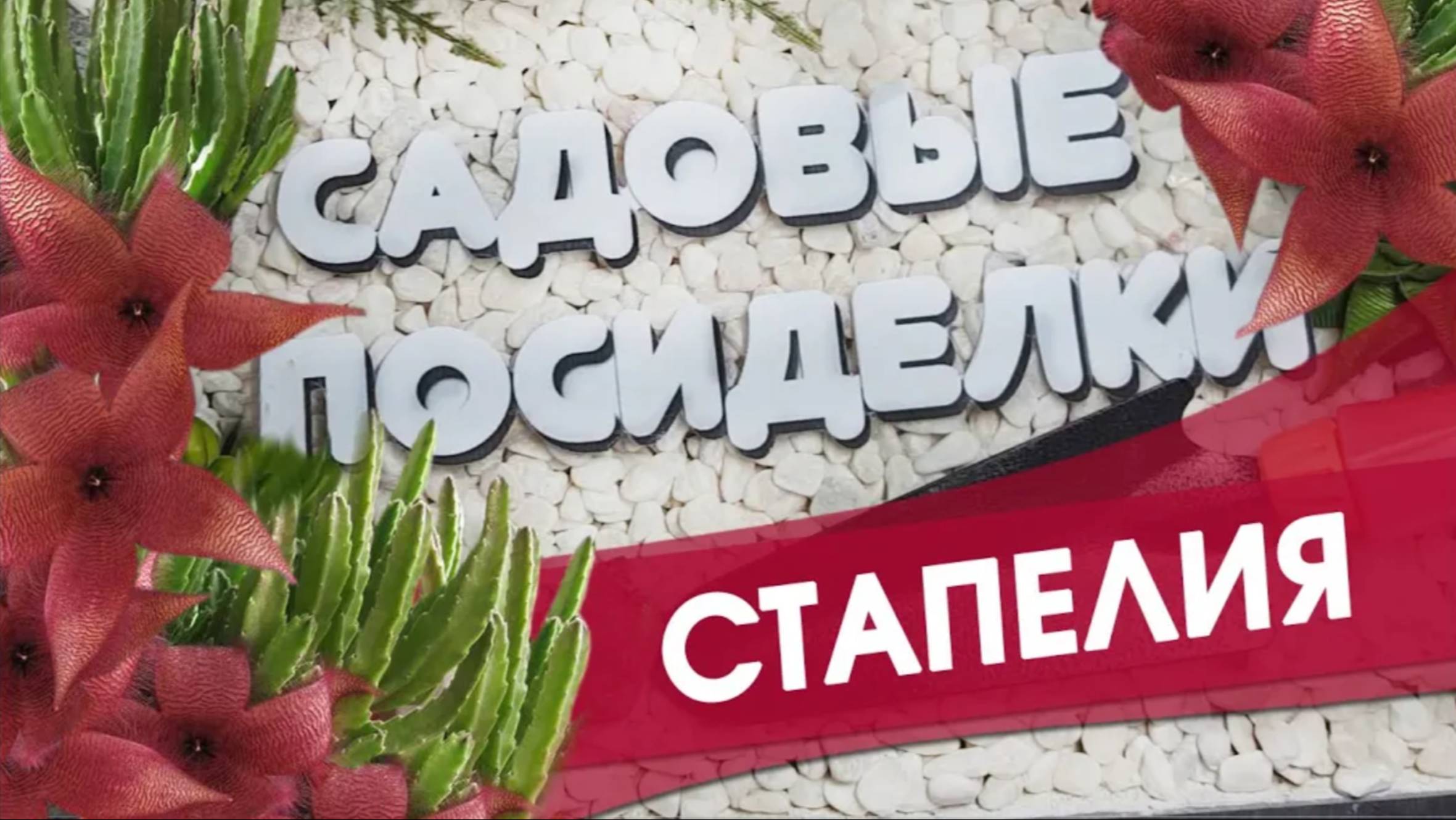 Стапелия - секреты ухода и выращивания в домашних условиях. Почему не цветет. Черенкование