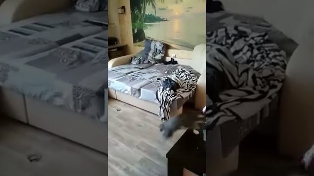 😹Кот включает свет💡