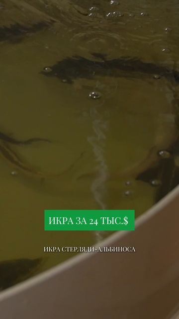 ИКРА ЗА 24 ТЫС$ - САМАЯ ДОРОГАЯ ИКРА В МИРЕ