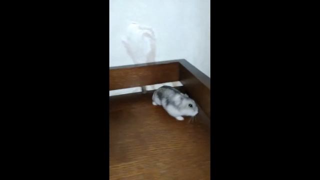 смешной хомяк !
