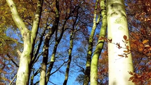 Autumn