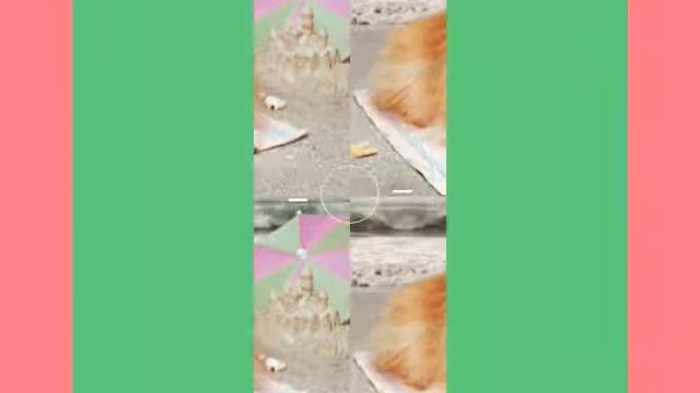 Милые щеночки померанского шпица)