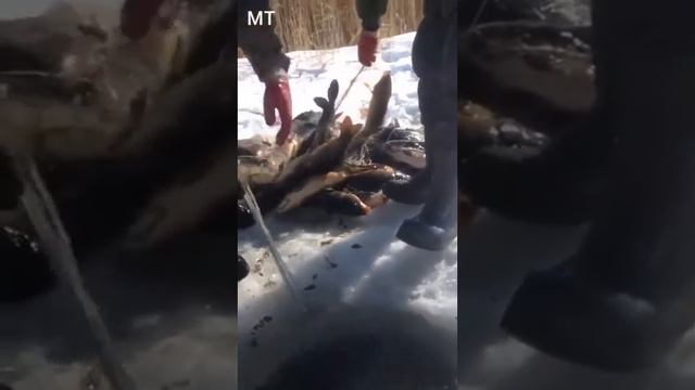 Вот это карп,! Казак братлар яйрабди