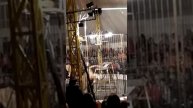 ЦИРК ШАПИТО В ОКТЯБРЬСКОМ МО ЛЬВАМИ 04.11.2018