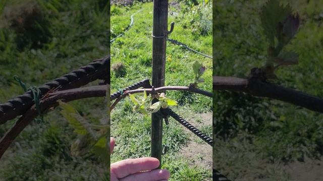 ВИНОГРАД -  как и какие почки я выламываю...