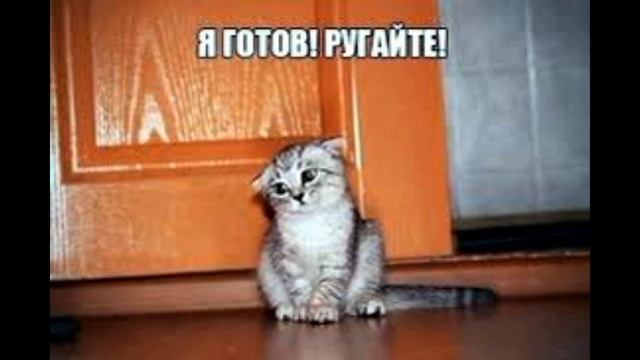 Смешные мемы про кошек
