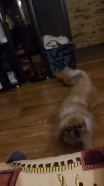 Собака чихает #shorts #dog