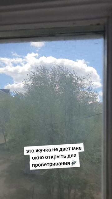 муха-задолбуха😁