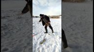 Щука на жерлицу