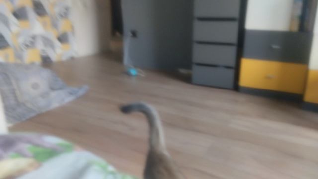 котята😺❤❤😿❤😺❤❤❤🥰🥰🥰🥰😺😺😺😿❤❤❤❤