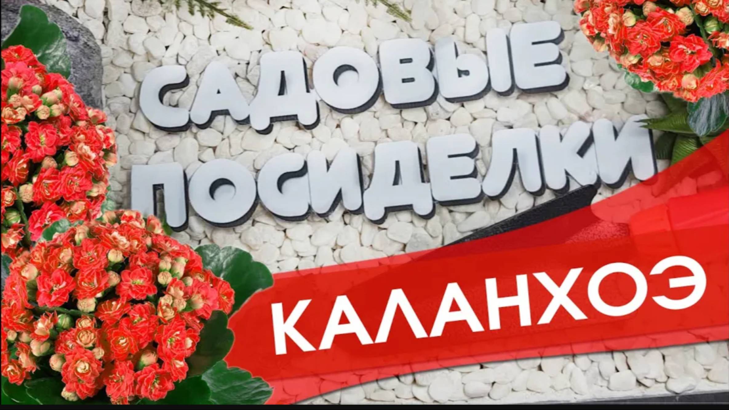 Каланхоэ - секреты ухода и выращивания в домашних условиях. Почему не цветет и желтеют листья.