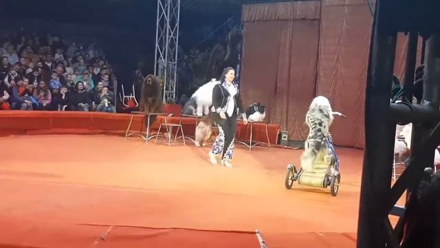 Золотой дракон