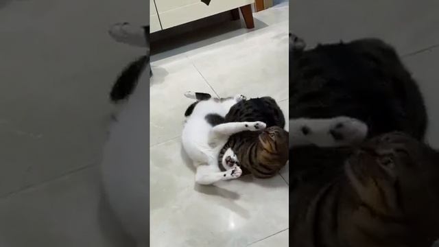 Котобойцы Подборка