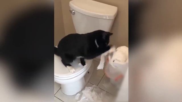 СМЕШНЫЕ КОТЫ И КОШКИ | ДО СЛЕЗ 2020 #7
