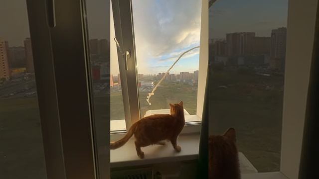 Что это там за окном?