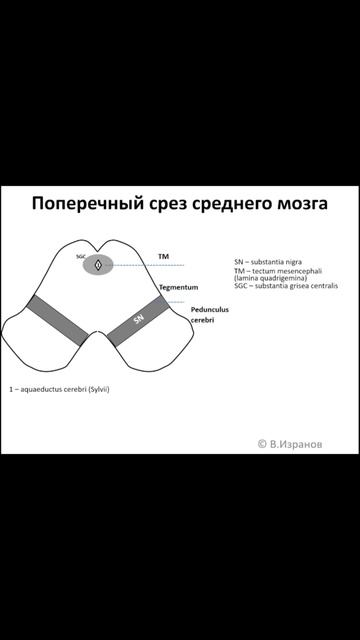 #средний мозг