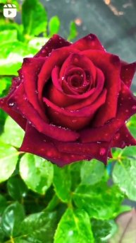 #rose flower so beautiful and #maroon #video colour /rose flower so #beautiful and maroon colour