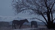 Жонон Хамтлаг- Жонон Хар
