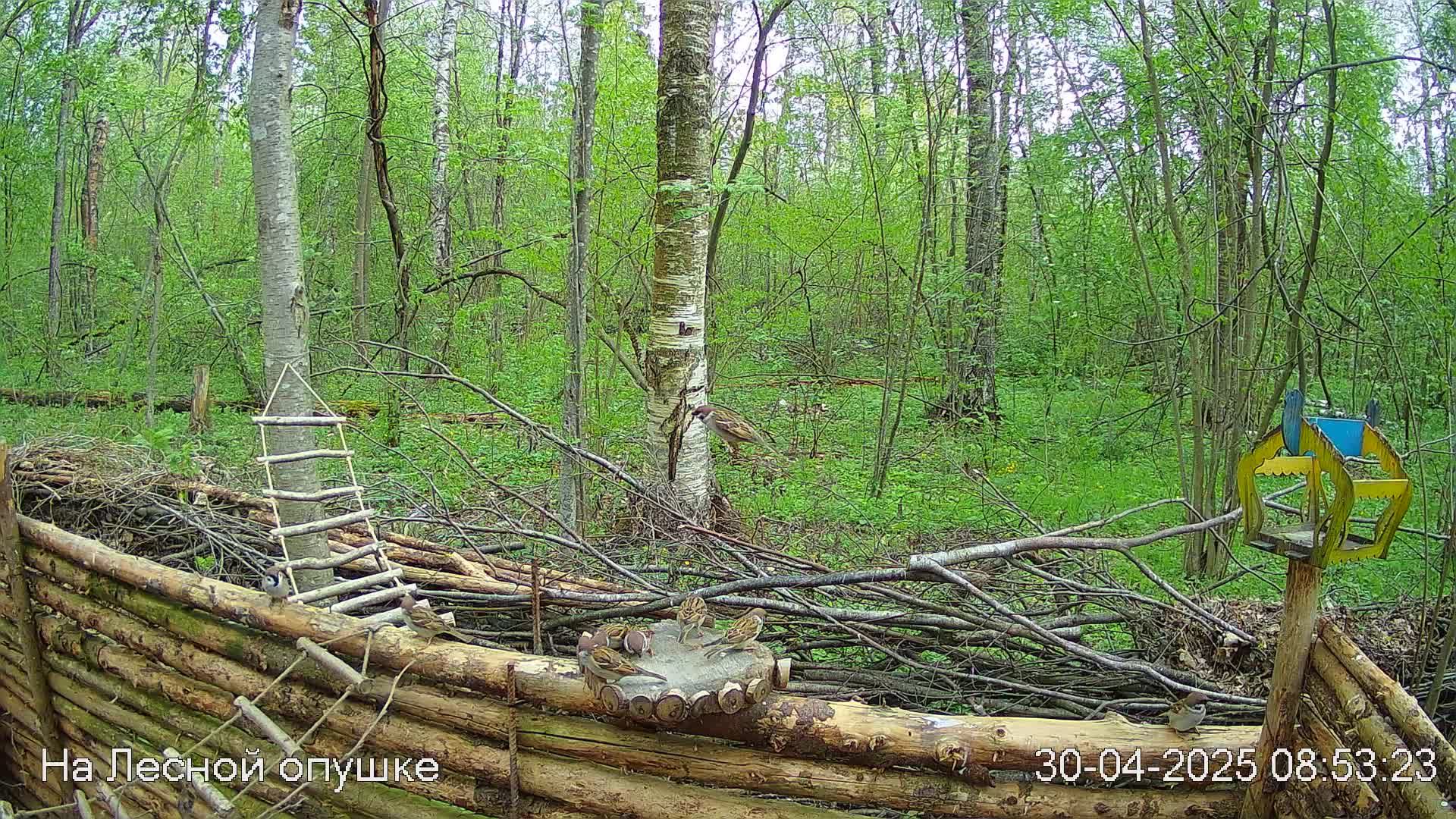 Весений лес онлайн   #Relaxing #природа #звуки леса #птицы  #погода