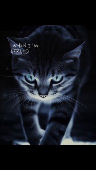 Кошечки красивые)