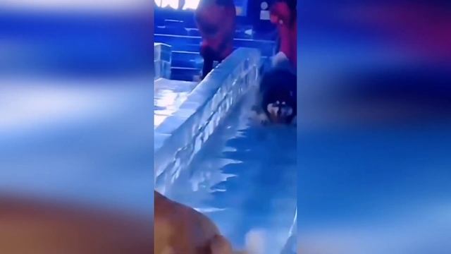 😹СМЕШНЫЕ ЖИВОТНЫЕ 2021🐶ПРИКОЛЫ С КОТАМИ И СОБАКАМИ🦊Funny Animals.