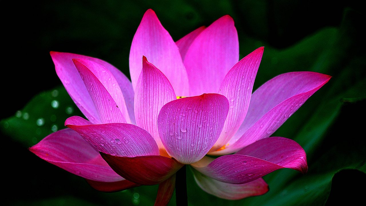 30.04.25 (16:00) - Празднование Акшая-тритии - Киртан-мела