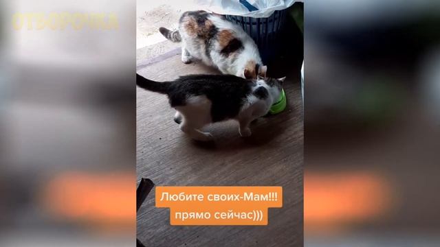 ЛУЧШИЕ ПРИКОЛЫ 2020 Октябрь #44 ржака угар ПРИКОЛЮХА