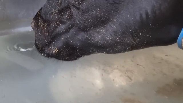 корова пьёт