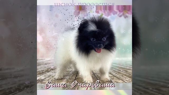 Шпиц Симы