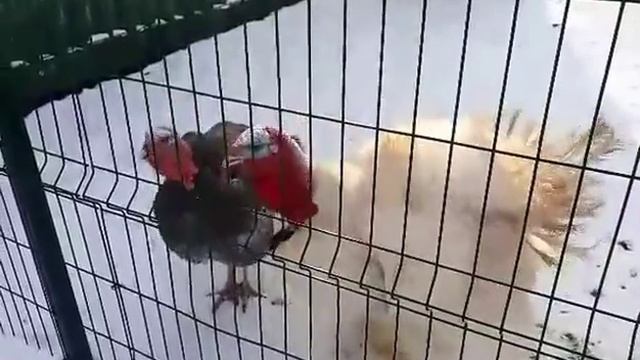 Смешные индюки. Фельдман Экопарк