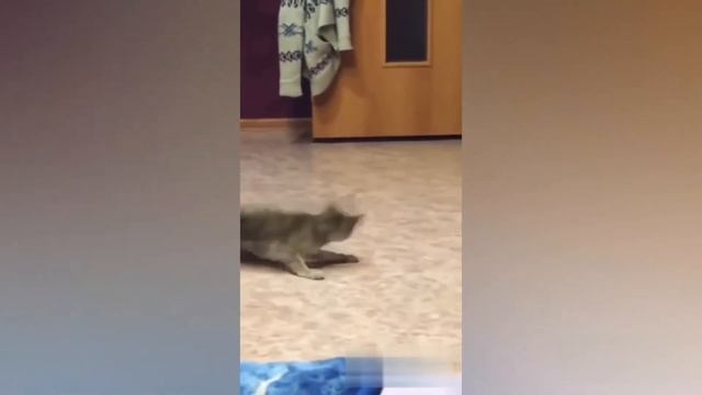 Смешные коты. Приколы про котов. Jokes about cats. #кот,#кошка #cat,#Kitty,#Fun