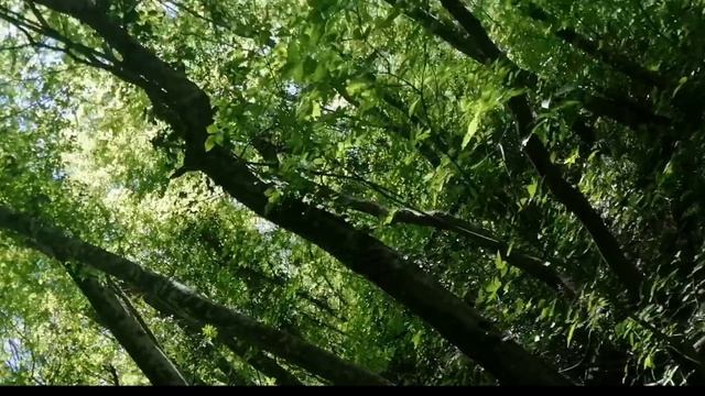 Вторая часть гуляю Скупой один