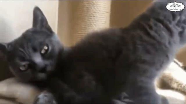 Приколы с котами с ОЗВУЧКОЙ ДО СЛЁЗ – Смешные КОТЫ 2018 – ПОПРОБУЙ НЕ СМЕЯТЬСЯ